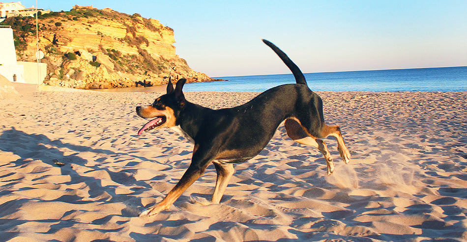 can i take my dog to the beach covid