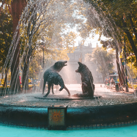 coyoacan blog