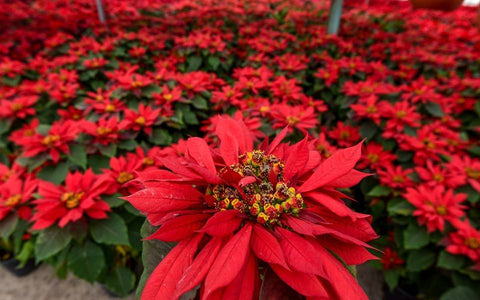 poinsettia