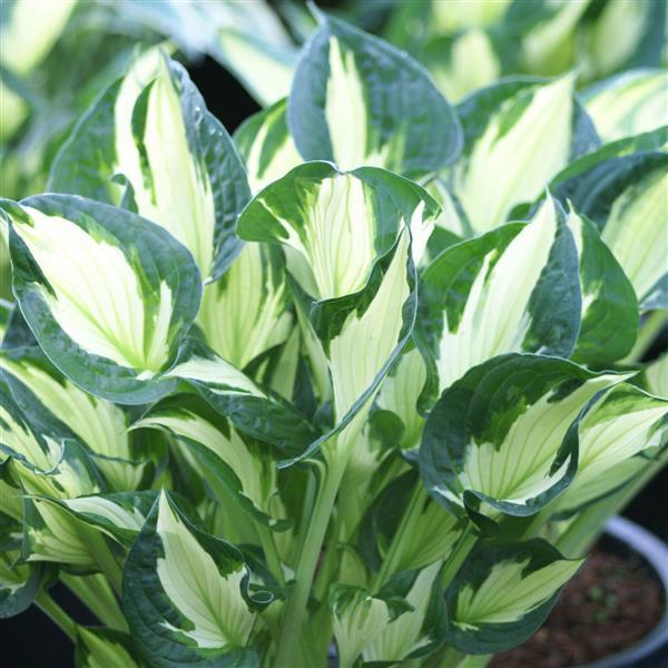 Whirlwind Hosta (Plantain Lily)