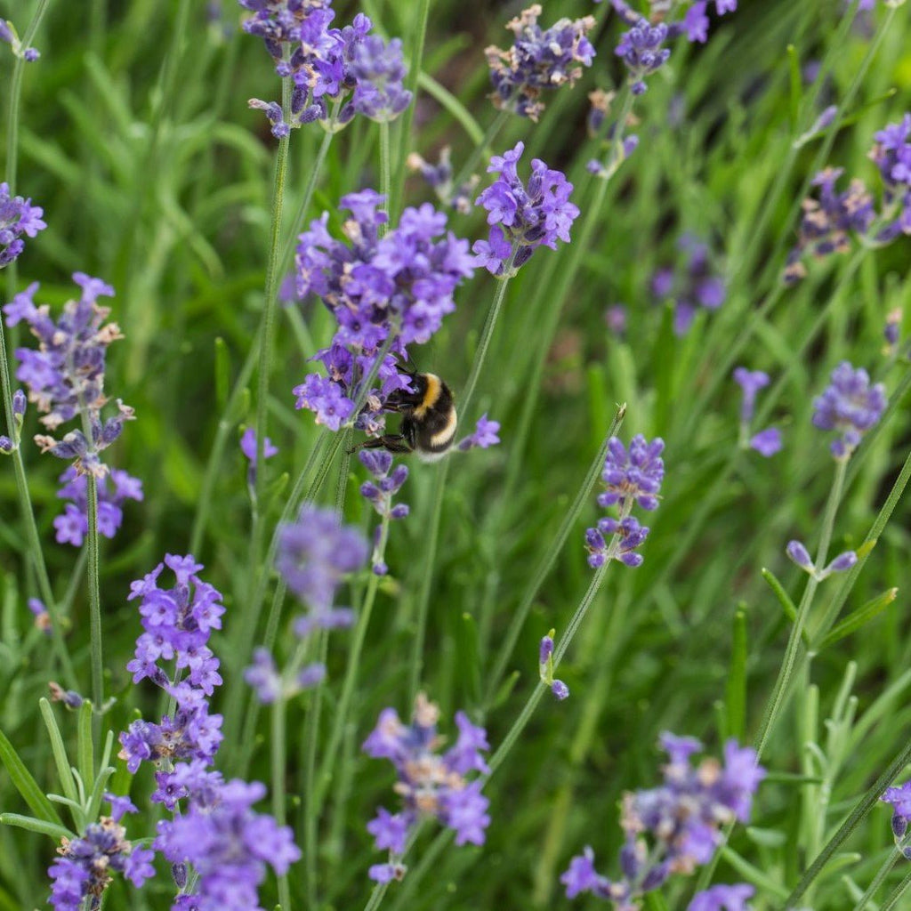 Lavande vraie ou Lavandula angustifolia Ellagance Purple