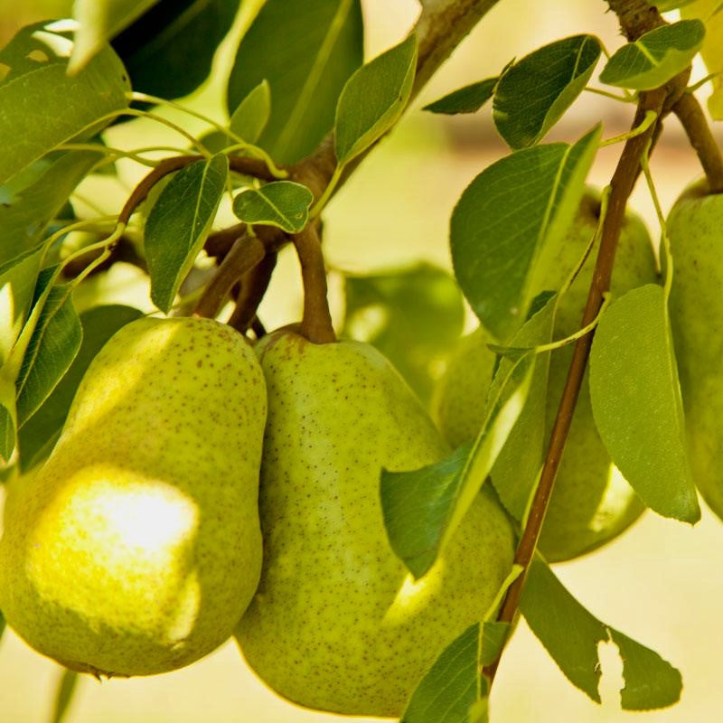 Bosc Pear — Montana Fruit Tree Company