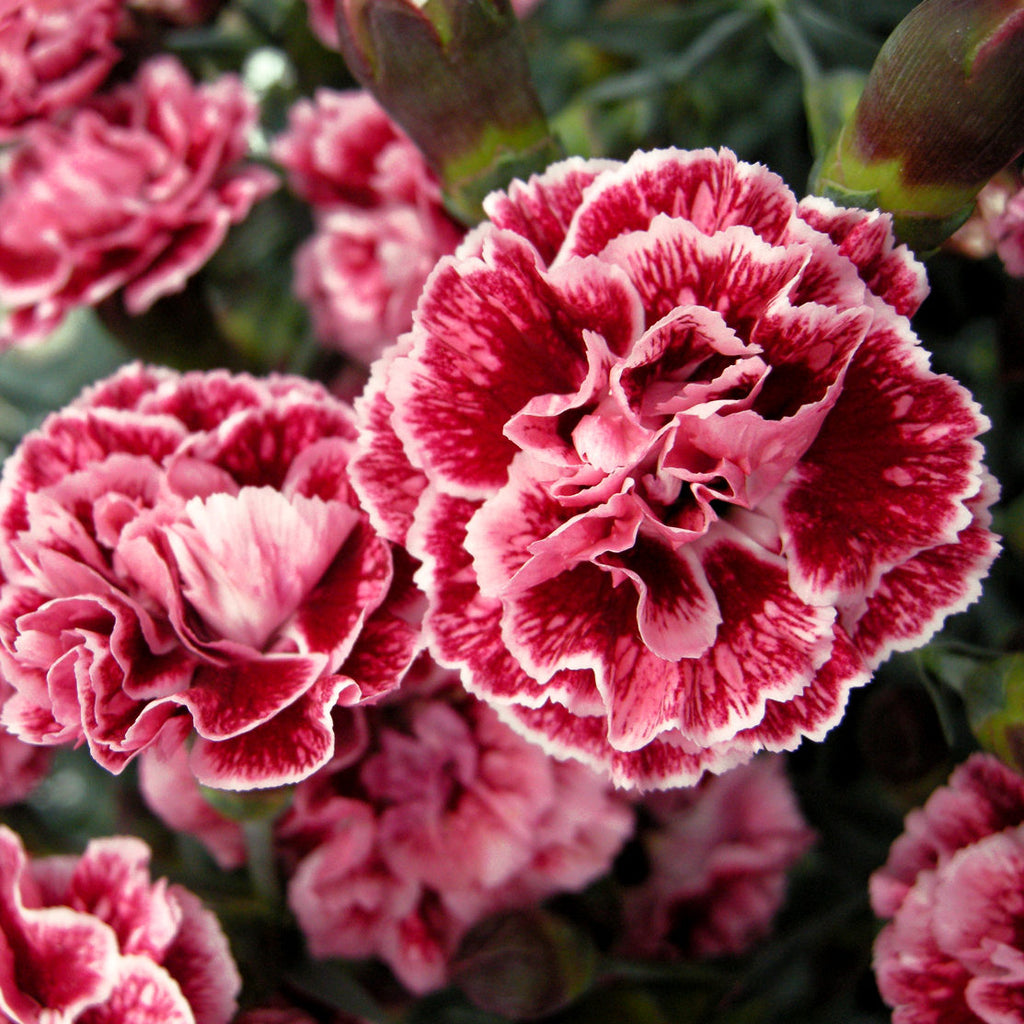 Dianthus 'Neon Pink