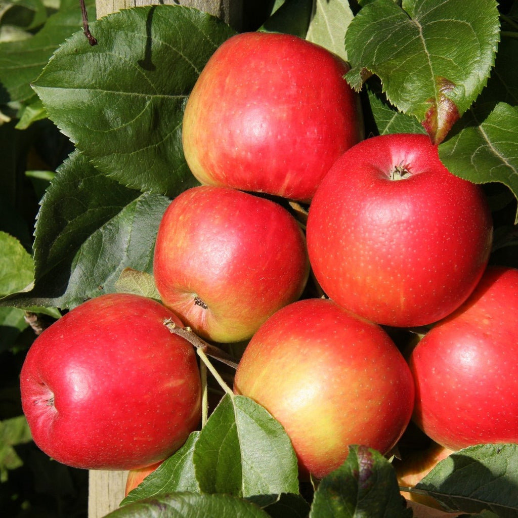 Gala Apples 🍎 (Malus Domestica) - Savoring The Good®