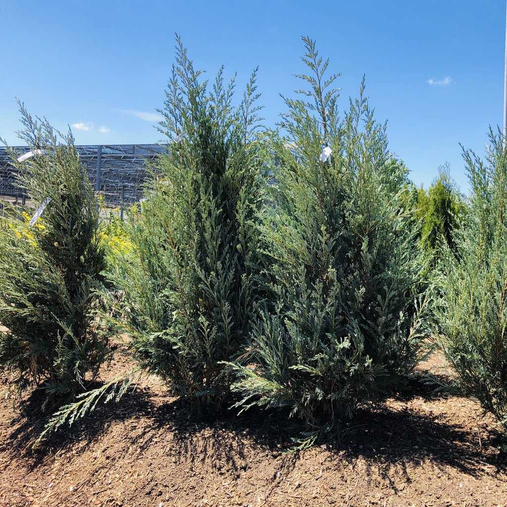 juniperus chinensis mountbatten