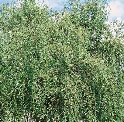 Niobe Golden Weeping Willow Tree