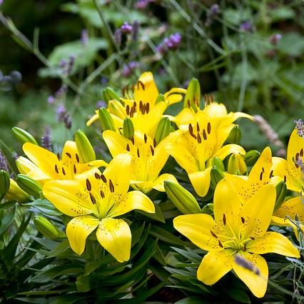 Golden Matrix Asiatic Lily