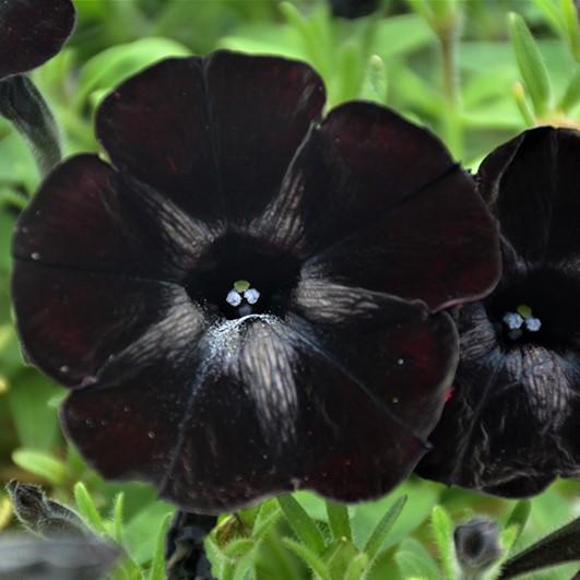 Sweetunia Black Satin Petunia Plant – Southern Idaho Landscape Center