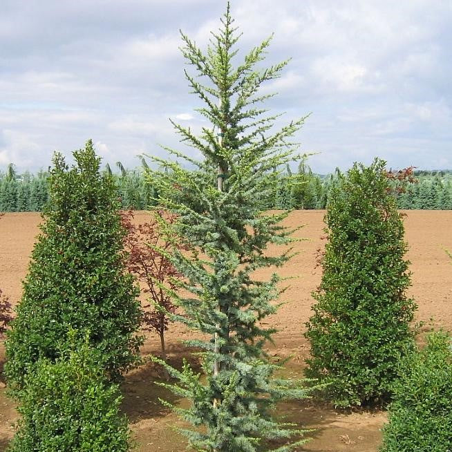 Blue Diamond Blue Spruce (Picea pungens 'Blue Diamond') in Augusta