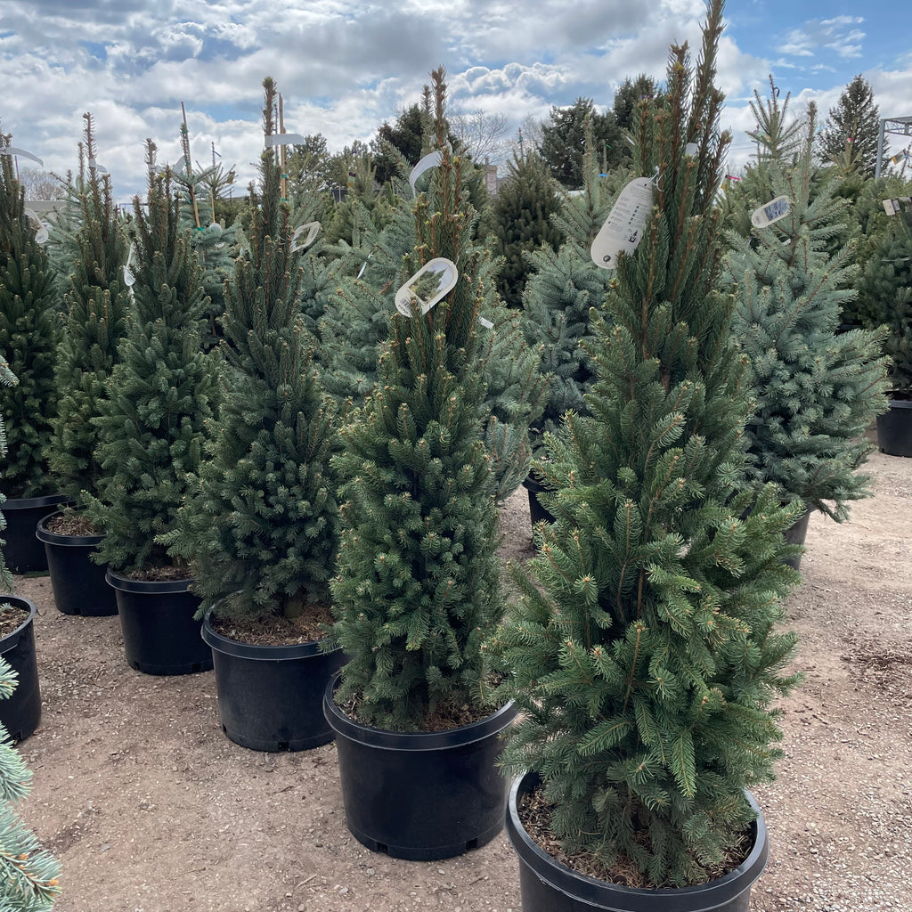 Columnar Norway Spruce Tree Southern Idaho Landscape Center 