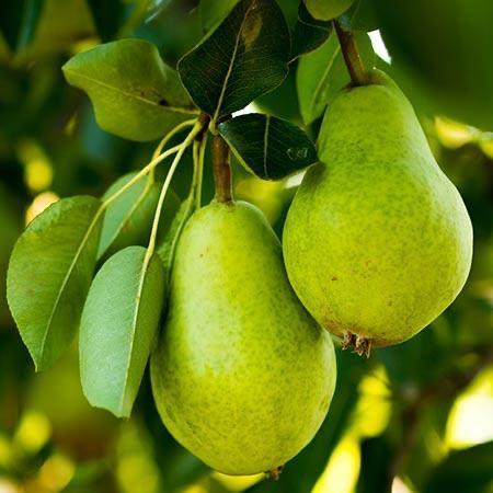 Pear Bosc Brown CA (each) — GoFruitage