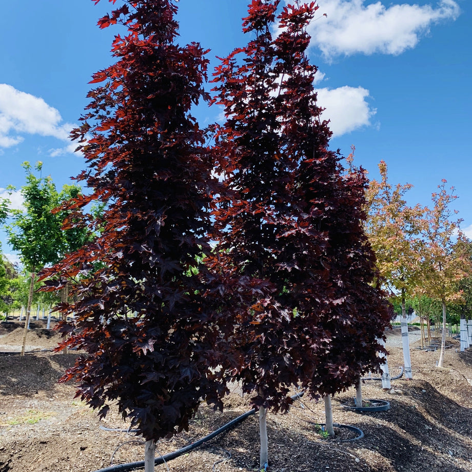 Princeton Sentry™ Columnar Ginkgo Tree