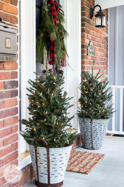 Sapins de noël et branches à l’entrée