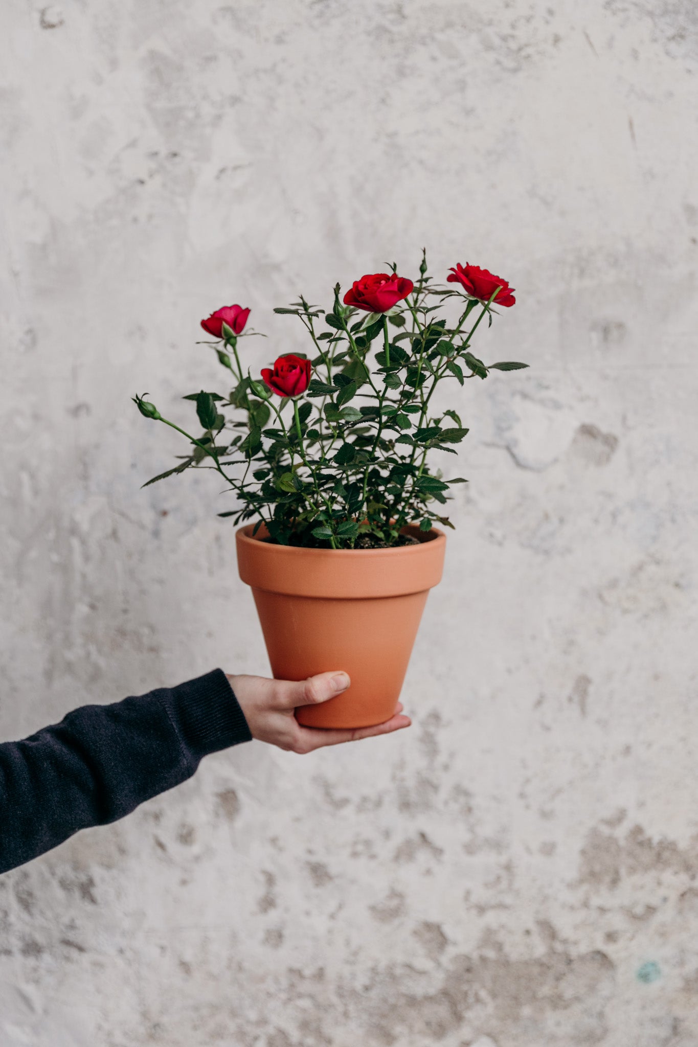 cuidados rosal