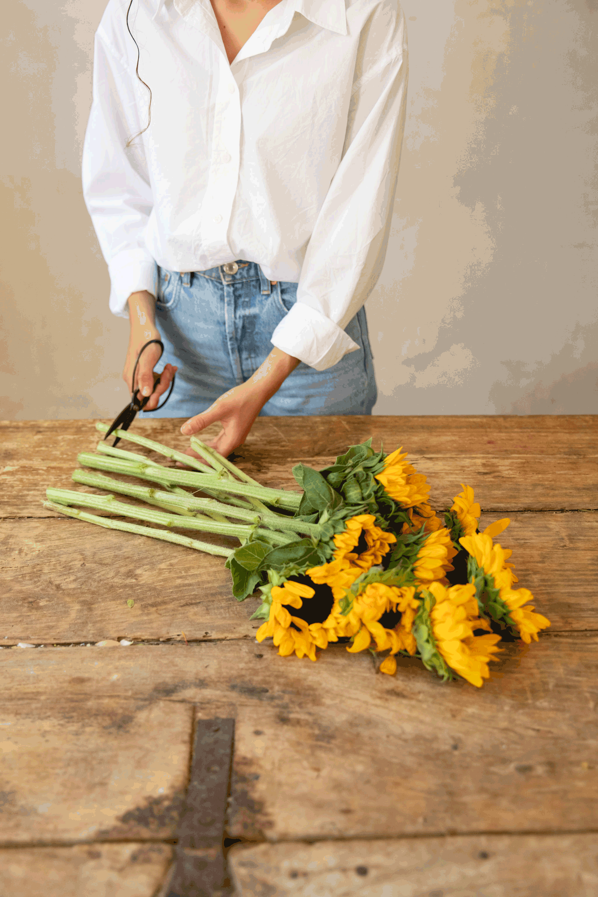 Cuidar girasoles