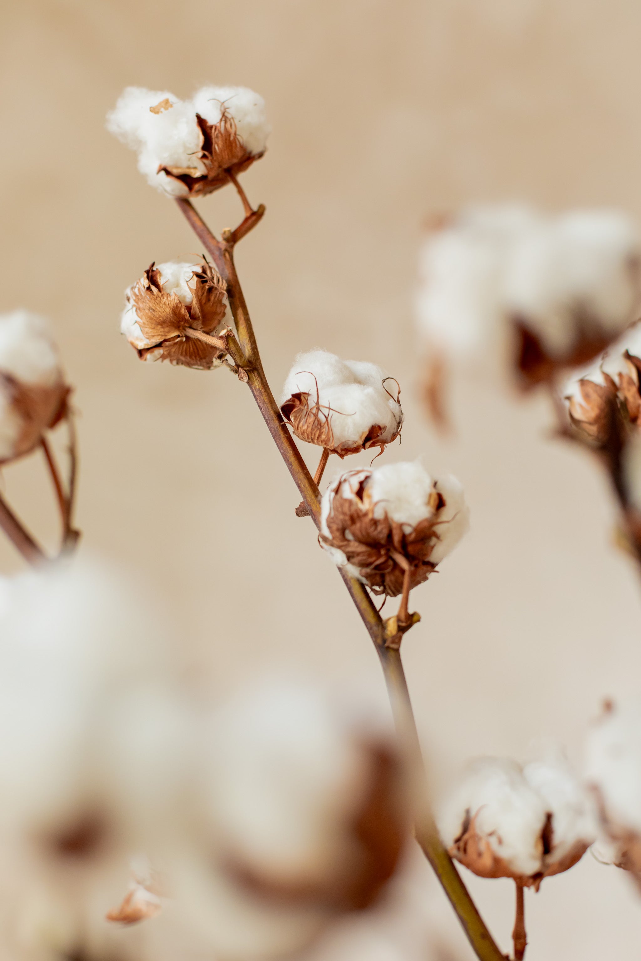 imagen: flores de algodón en decoración navideña