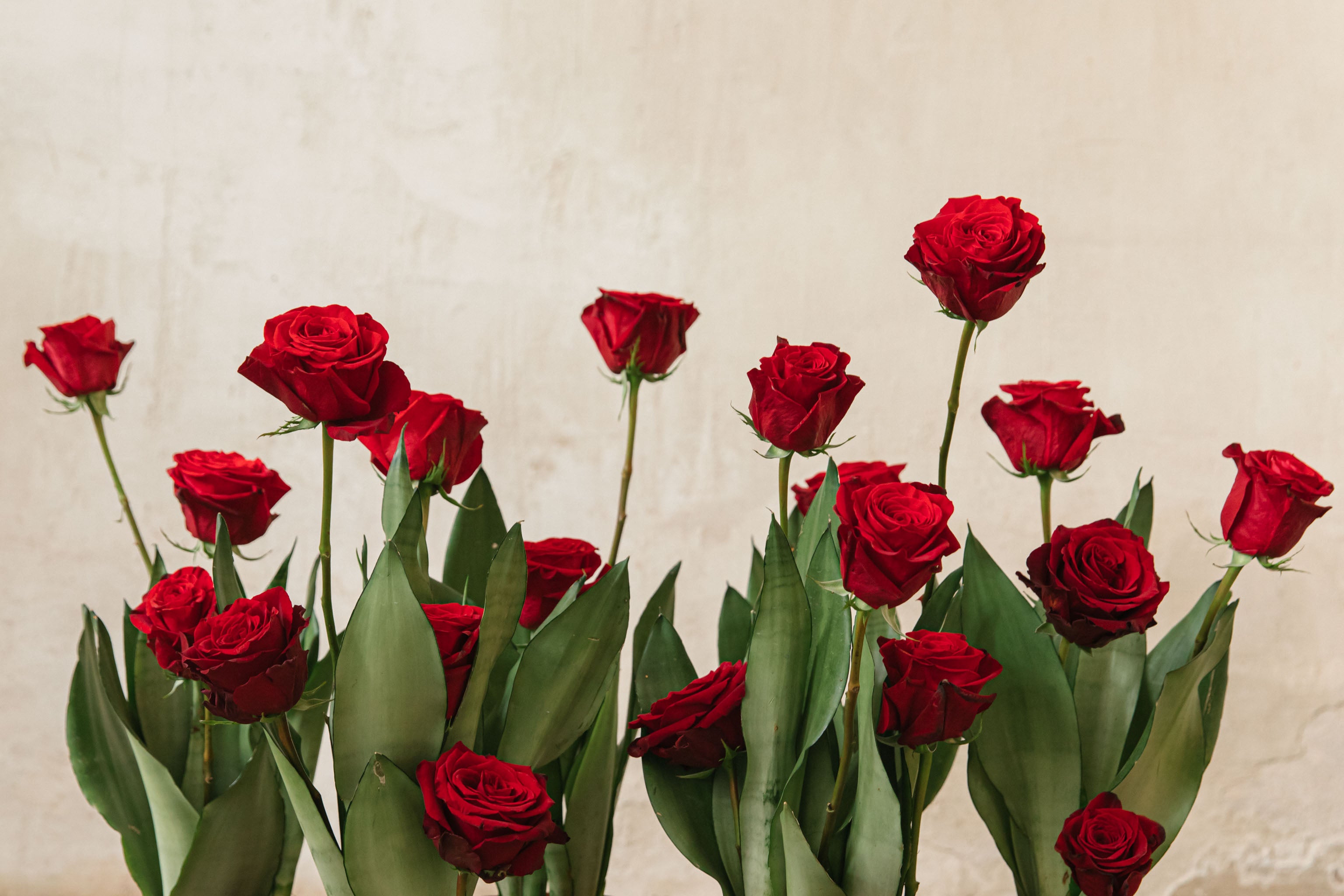 la rosa de sant jordi