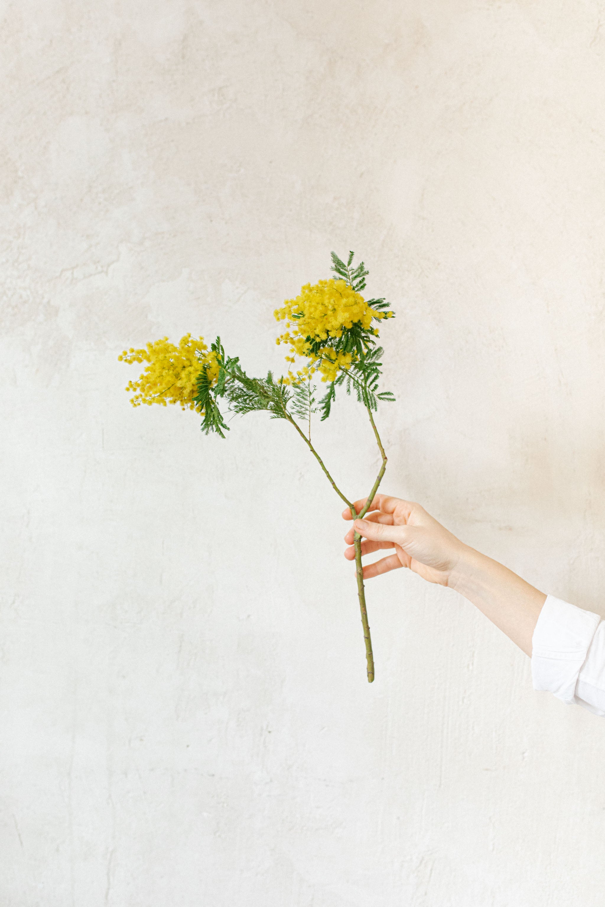 Mimosa en flor