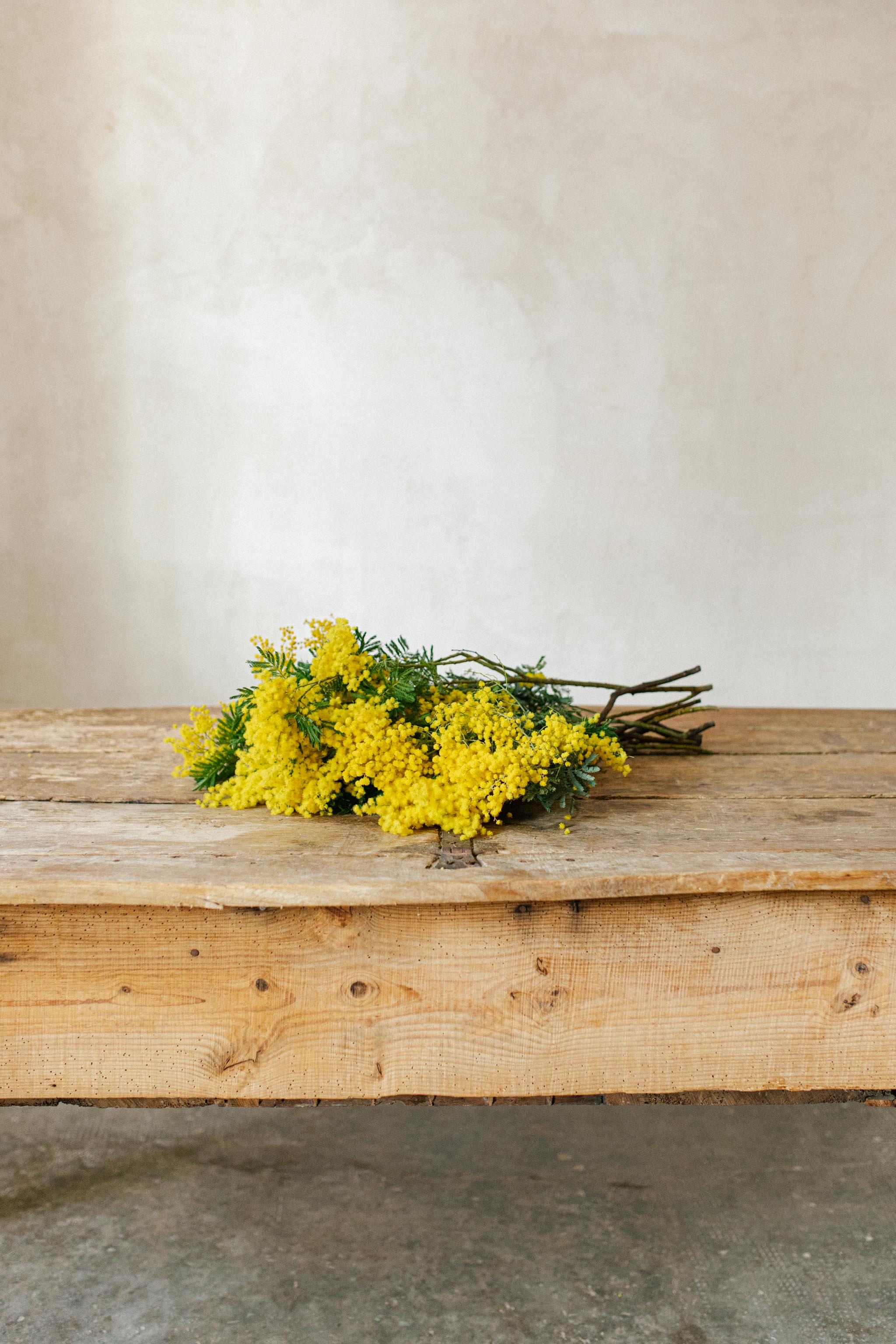 Mimosa en flor