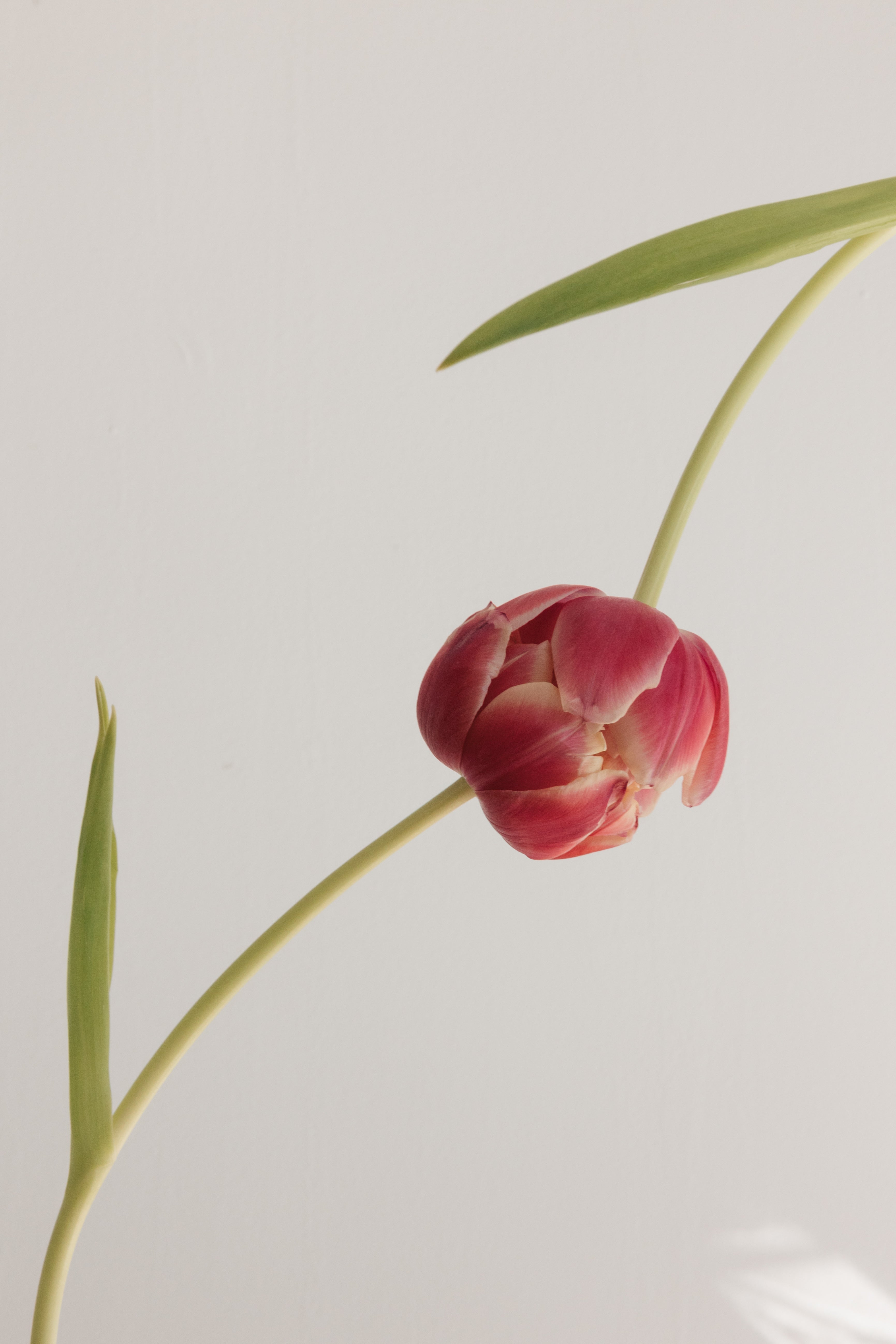 tulipán doble