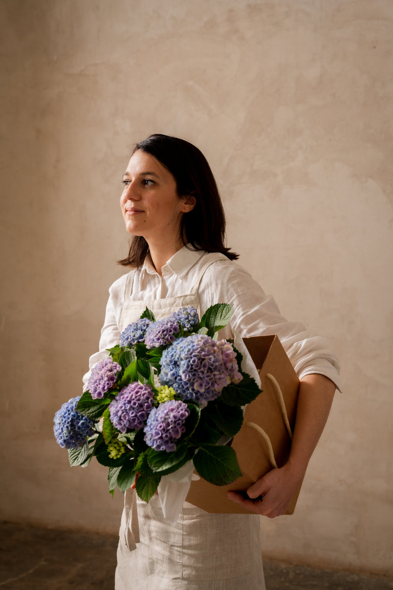 Hortensia en planta – alblanc