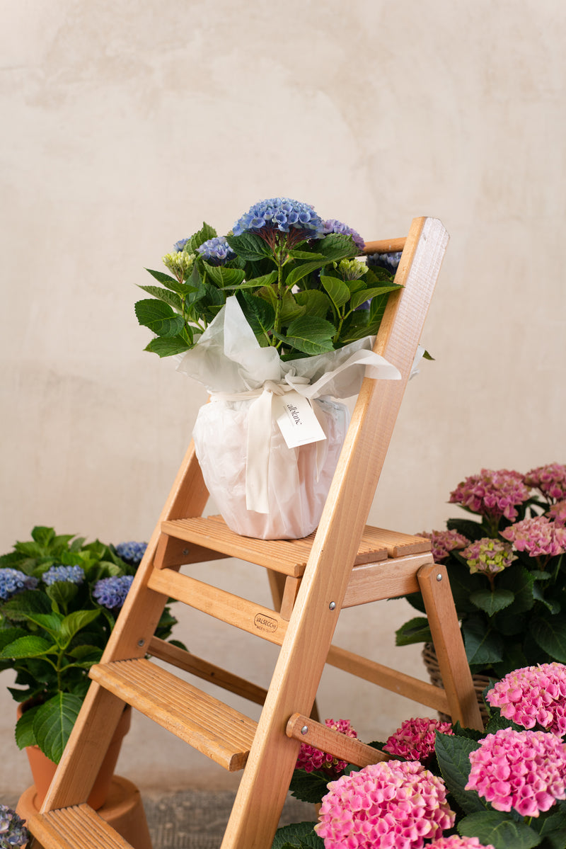 Hortensia en planta – alblanc