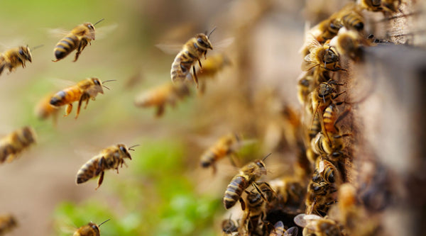 What is propolis? - Buzz Power