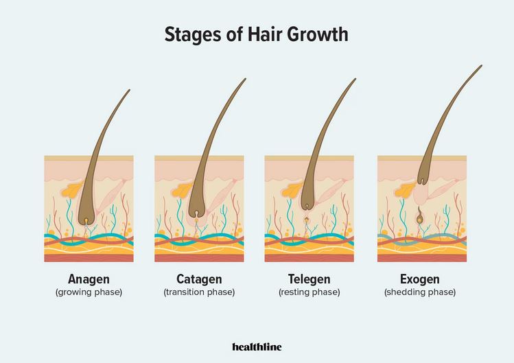 Hair follicle life cycle