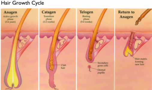 Hair cycle