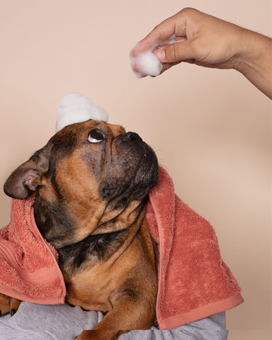 natural pet care products