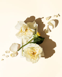 white gardenia accord