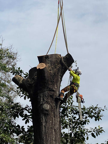 Brandon Culpan suspended from tree with saw hanging from hip. 