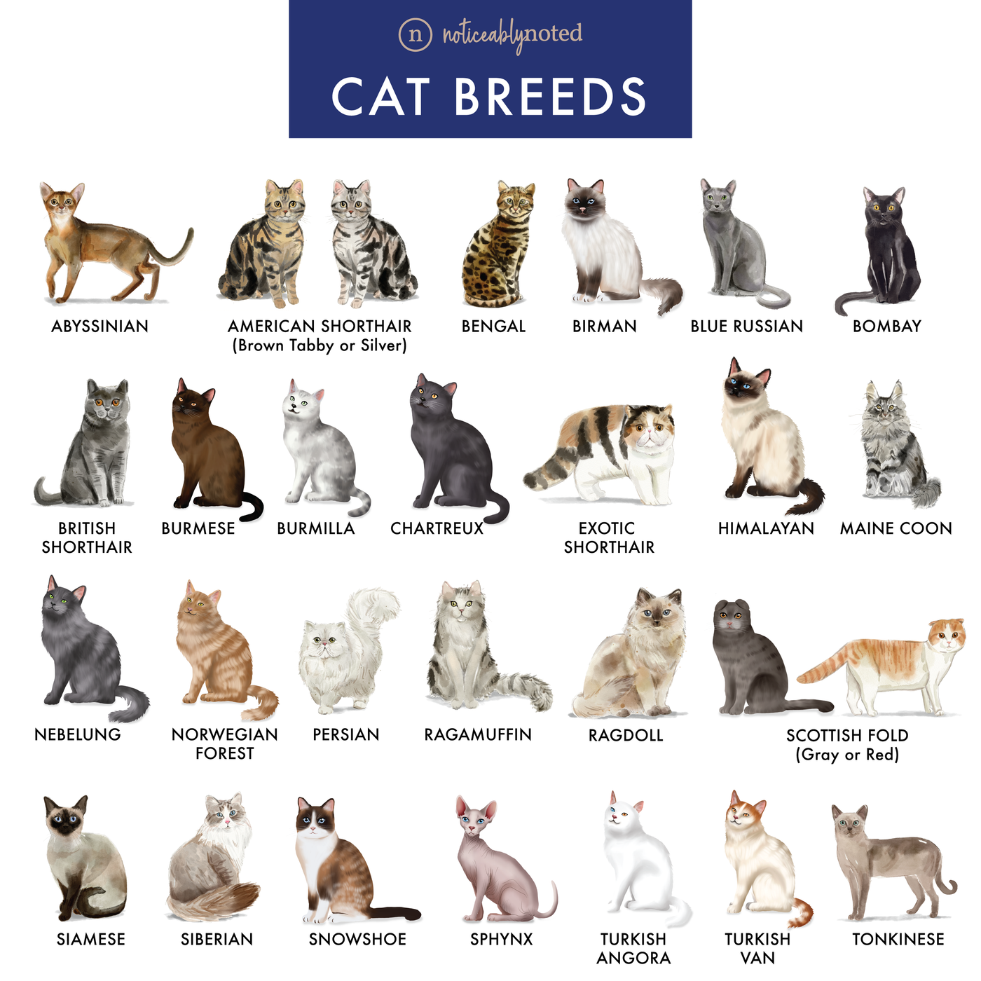 All Cat Breeds | Noticeably Noted