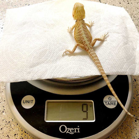 Daisy on a scale weighing 9 grams