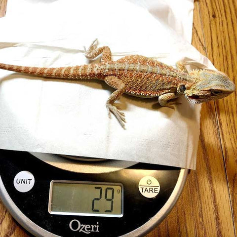 Daisy on a scale weighing 29 grams