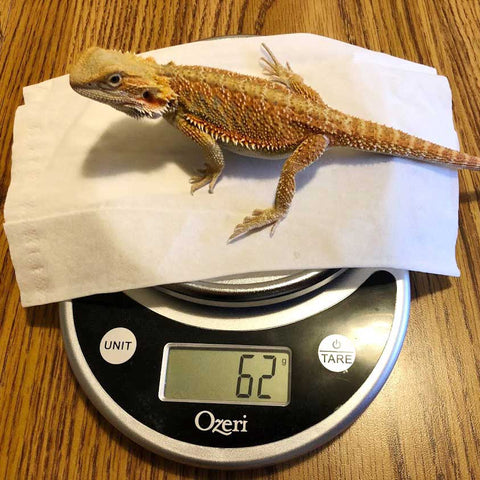 Daisy on a scale weighing 62 grams