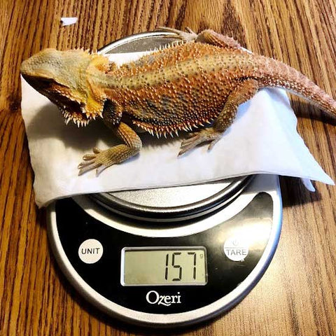 Daisy on a scale weighing 157 grams
