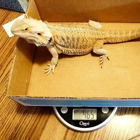 Daisy on a scale weighing 465 grams