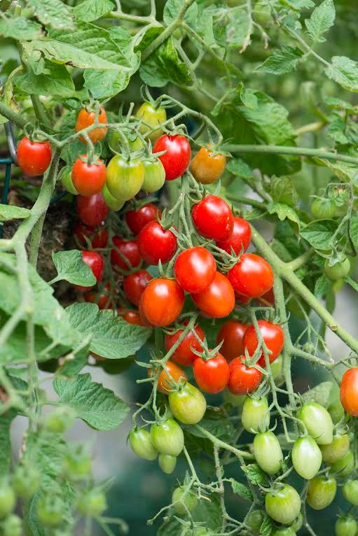 Rapunzel Hybrid Tomato – Tomato Growers Supply Company