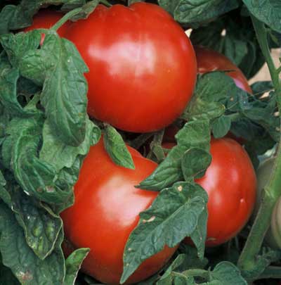 Bush Beefsteak Hamburger Slicer Tomato 25+ Seeds Heirloom Organic Non-GMO  Garden