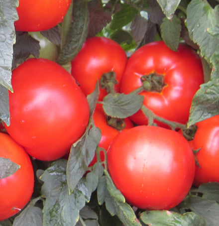 Charterseedsofficial on X: Star 9009 is a determinate tomato hybrid with a  unique disease tolerance package on a vigorous plant. This variety offers  the grower stability and adaptability, long shelf life, excellent