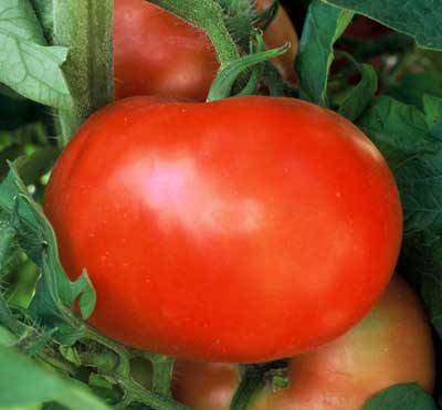 Tomato Garden Seeds- Jet Star Hybrid - 1000 Seeds- Non-GMO, Gardening