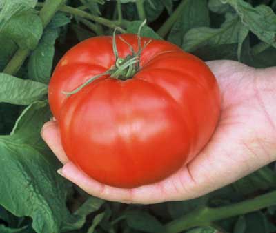 Tomato (Pole) Brandywine Red - Item #672 - Lake Valley Seed