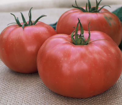 Watermelon Beefsteak Tomato Seeds – Wildrose Heritage Seed Company