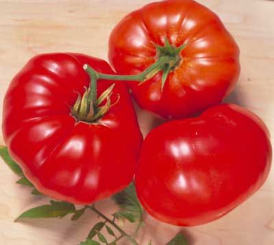 Brandywine Red Potato Leaf Tomato – Tomato Growers Supply Company
