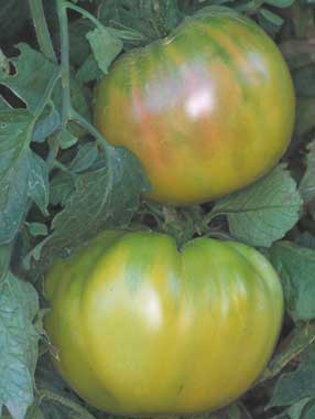 Tomato Seeds - Great White Beefsteak — Alliance of Native Seedkeepers