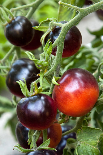 Indigo™ Blue Beauty Tomato, Indigo™ Series Tomato Seeds: Totally Tomatoes