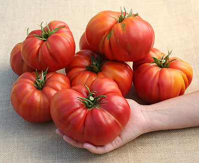 Caspian Pink Tomato