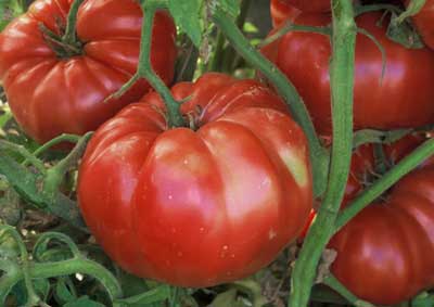 PlantFiles Pictures: Tomato 'Brandywine (Sudduth Strain)' (<i