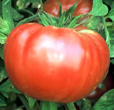 Tomato Brandywine 3.5 inch pot – Glenlea Greenhouses